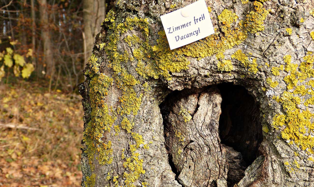 WG-Suche