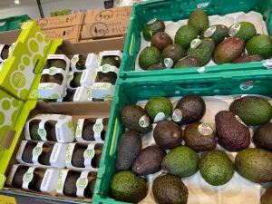 avocado-kisten
