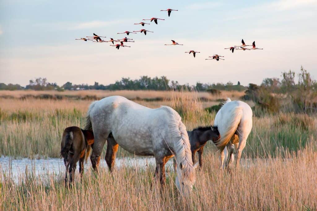 Südfrankreich Camargue Flamingos und Pferde