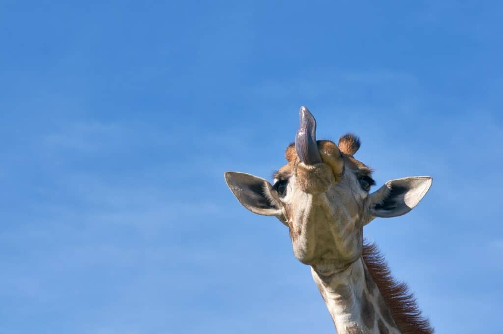 Giraffe