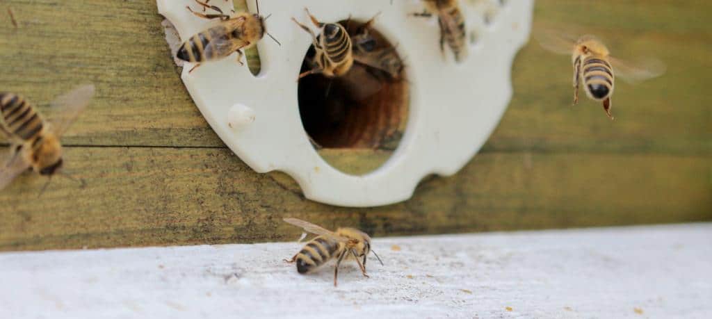 Bienen vor dem Eingang in den Stock