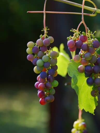 Weintrauben im Weingarten