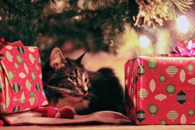 Katze mit Geschenken unter Christbaum