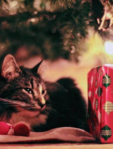 Katze mit Geschenken unter Christbaum