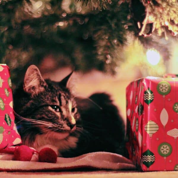 Katze mit Geschenken unter Christbaum