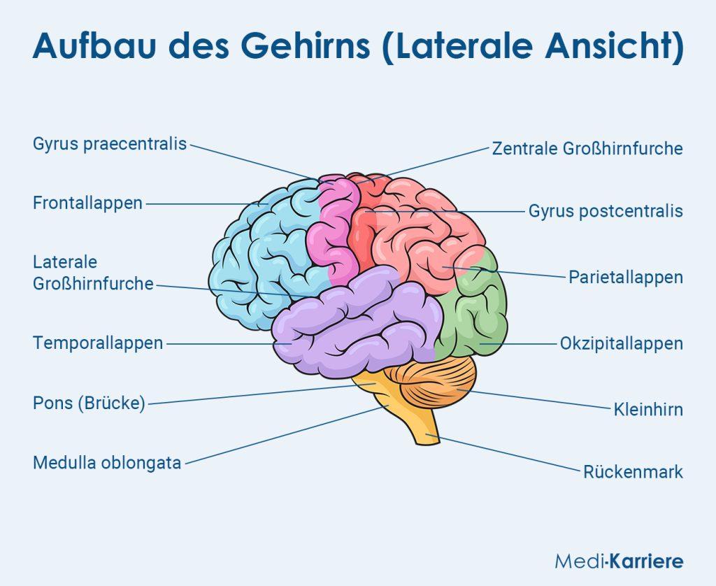 Der Aufbau unseres Gehirns © MediKarriere